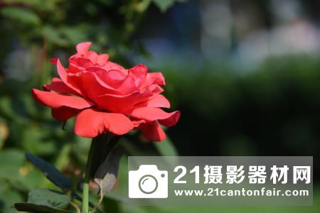 诚意长焦挂机头 腾龙70-210mm F/4 Di VC USD 测评