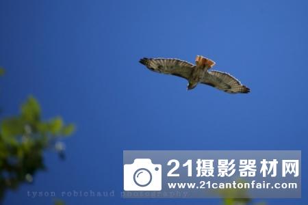 佳能EF 200-400 f/4 L IS USM试用评测