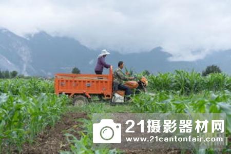 极飞×拜耳×中农立华，打响草地贪夜蛾应急防控第一战